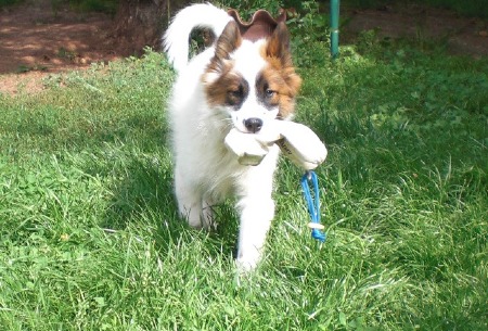 ich kann apportieren