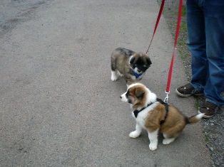 FAXE & FIRST LITTLE DROPSI