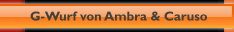 G-Wurf von Ambra & Caruso